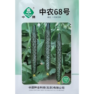 中农68号杂交抗热黄瓜种子短把密刺强雌深绿油亮黄瓜种籽口感脆甜