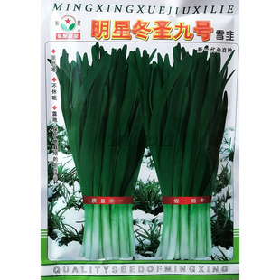 明星冬圣九号雪韭种子高产耐寒韭菜种籽寒青十二号叶片宽大肥厚