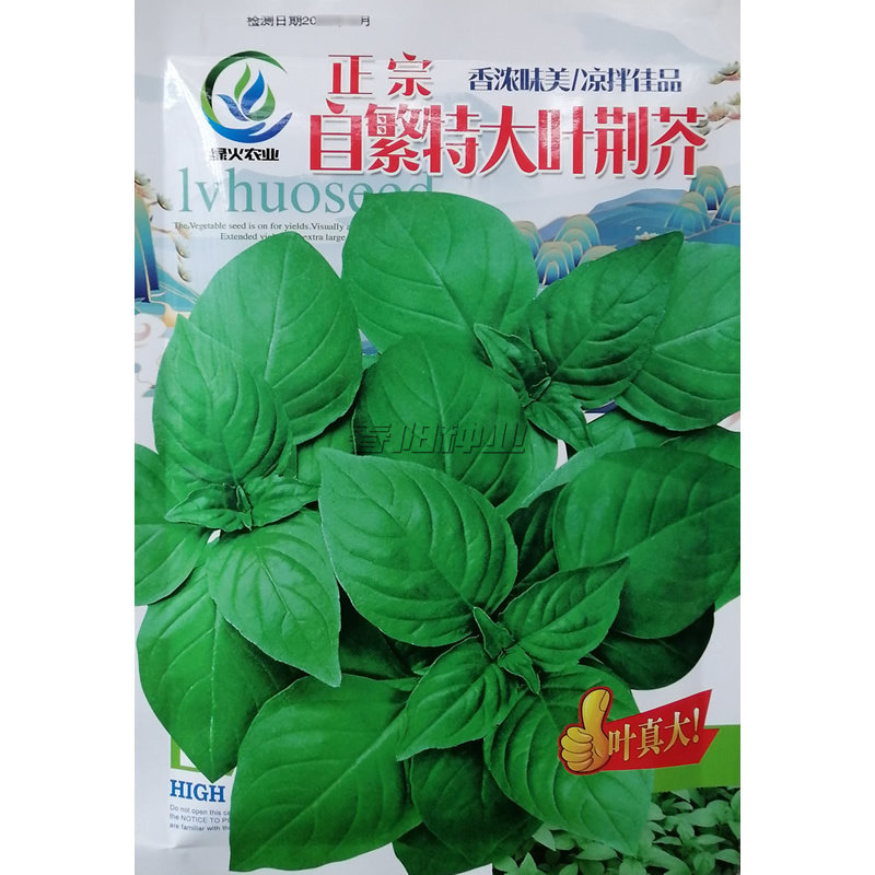 大叶荆芥种子河南荆芥种籽四季蔬菜荆芥鲜嫩可口食味清香长势快