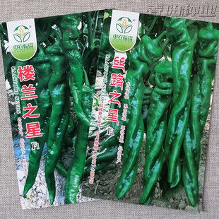 丝路之星螺丝椒种子 果色深绿螺纹美观 抗病高产农科院辣椒种籽