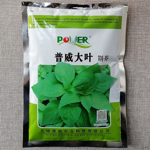 河南荆芥种子普威大叶荆芥种籽大田高产蔬菜荆芥香味浓郁长势快