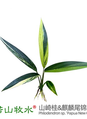 放大器麒麟尾锦ADA山崎桂山崎贵挺水性稀有阴性植物淡水鱼缸造景