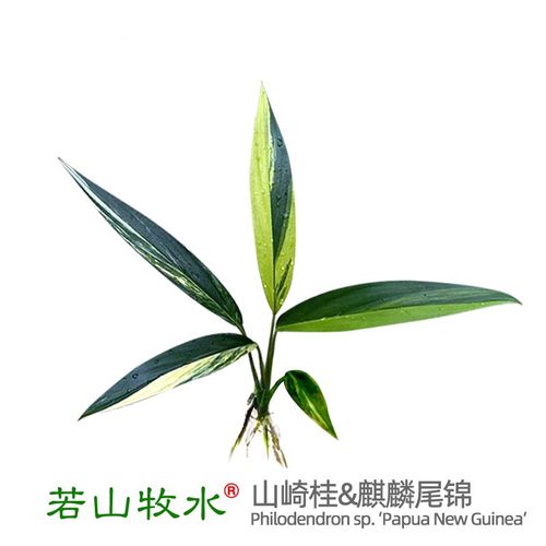 锦化山崎桂放大器麒麟尾若山牧水