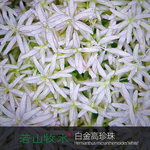 若山牧水白金高珍珠水下叶