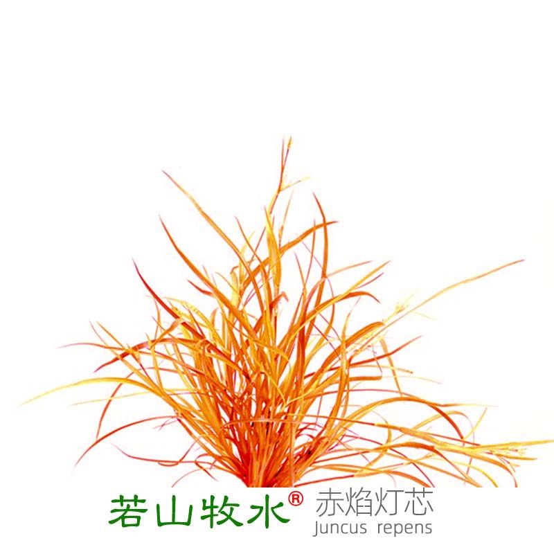 赤焰灯芯红色稀有阳性中前景水草荷兰鱼缸造景懒人水下叶淡水坨草,宠物/宠物食品及用品,水草,淘宝优惠券,粉丝福利购,淘宝优惠卷