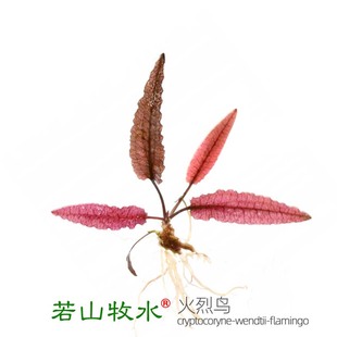 若山牧水火烈鸟椒草阴性粉红色淡水草中景前景鱼缸造景植物活体