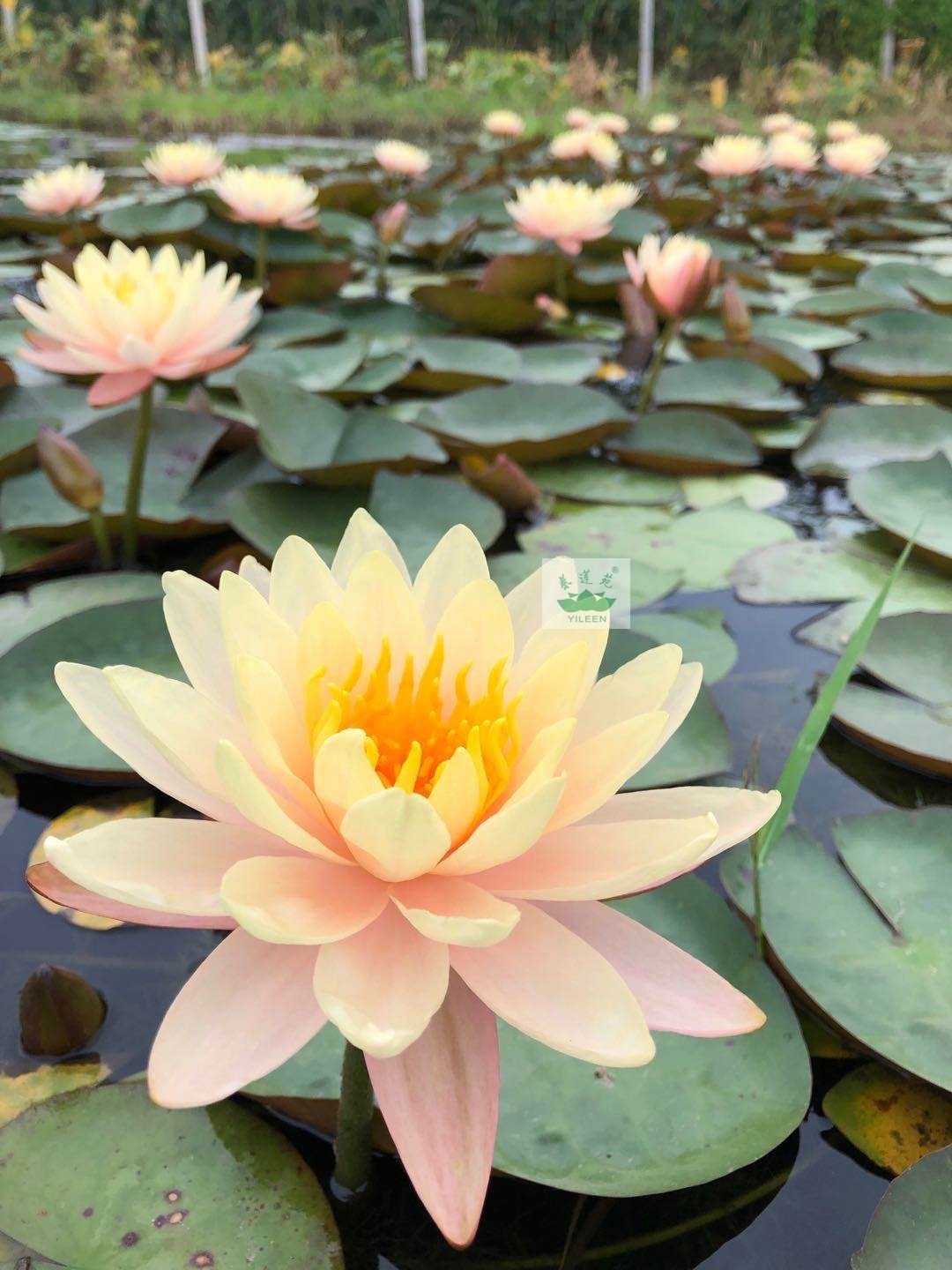 南京艺莲苑水生花卉中大型耐寒睡莲【乌汶】根块苗,包对版易开花