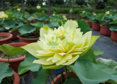 南京艺莲苑  碗莲  大型荷花【石城菊黄】种藕 黄色  重瓣 品种权