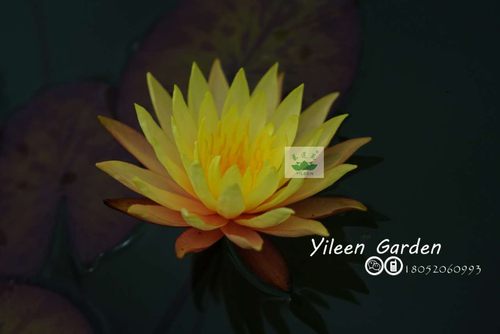 南京植物南京植物根茎耐寒睡莲