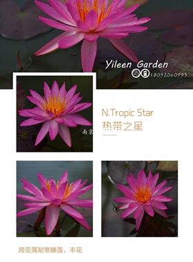 南京耐寒睡莲水生花卉