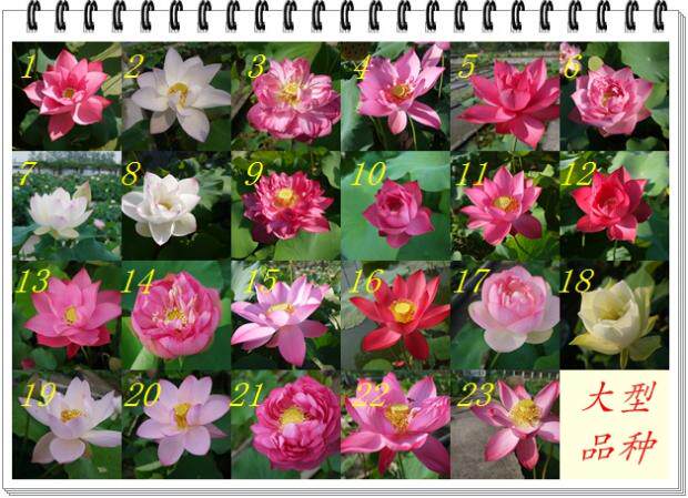 水生花卉南京艺莲苑 大型荷花种子 单个链接莲花种子标记母本 南京艺莲苑yileen Garden 世博会荷花合作伙伴 淘优券