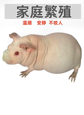 宠物迷你小河马无毛猪无毛荷兰猪网红小河马活体无毛豚鼠包邮活物