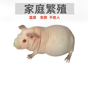 宠物迷你小河马无毛猪无毛荷兰猪网红小河马活体无毛豚鼠包邮活物