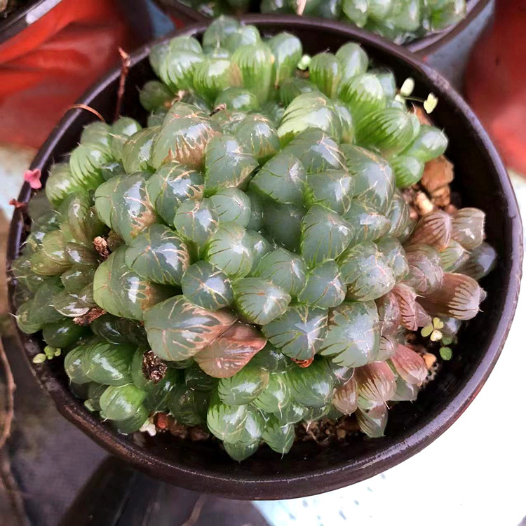 包邮多肉植物玉露冰灯玉露清仓室内盆栽多肉植物透十二卷新手好养