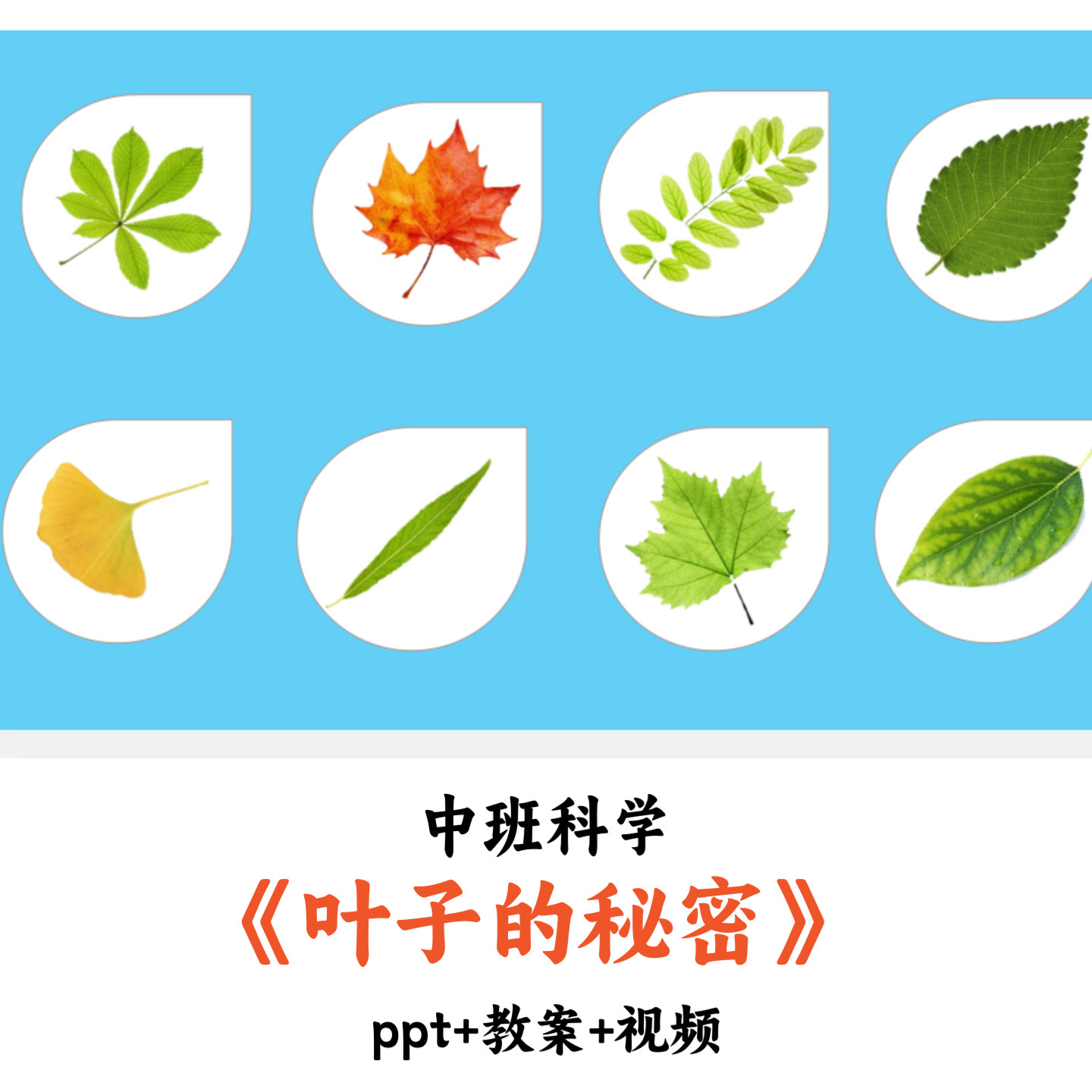 幼儿园中班科学 《叶子的秘密》 PPT教案视频优质公开课