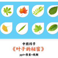 幼儿园中班科学 《叶子的秘密》 PPT教案视频优质公开课