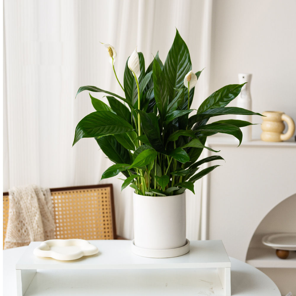 一帆风顺盆栽花卉植物室内花桌面白掌高档开业寓意好养绿植无锡送