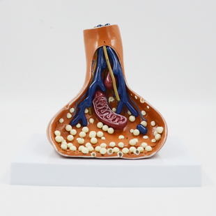 康泰模型突触放大神经传导线粒体神经元结构高中生物教学实验器材