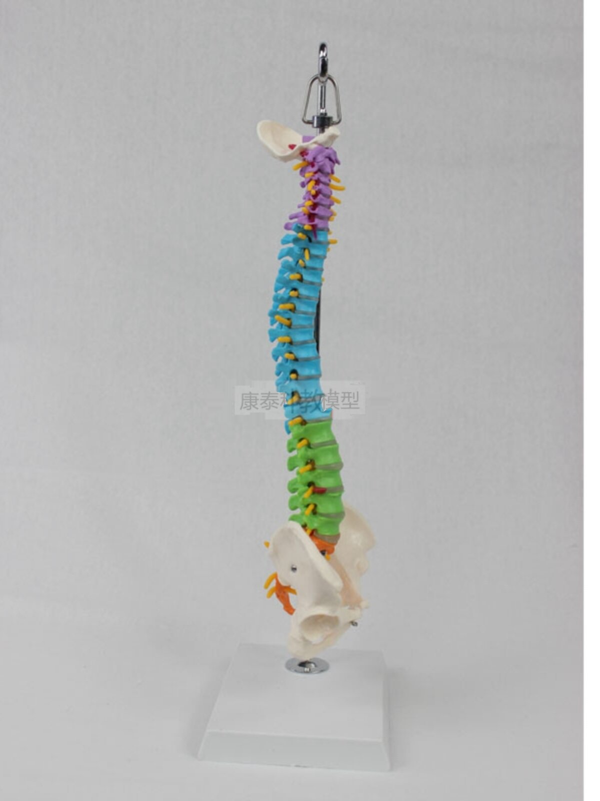 새로운 인간 척추 모델은 옆으로 구부러질 수 있고 부드러운 척추 신경이 있는 척추 요추 추간판 다채로운 뼈가 있습니다