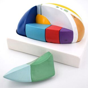 丘脑模型可拆卸灰质核团感觉中枢下丘脑神经内科医用教学实验仪器