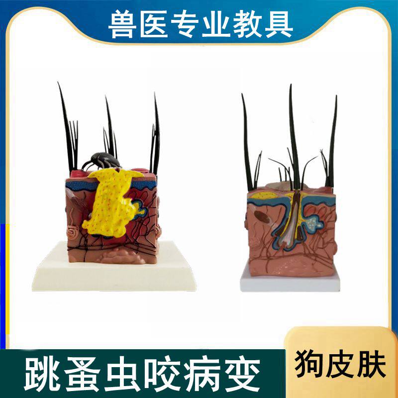 犬皮肤模型 正常狗皮病理虫子叮咬螨虫咬伤跳蚤宠物医院兽医骨骼