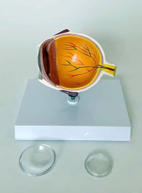 康泰模型右眼解剖视网膜眼底血管神经晶状体角膜虹膜视力眼科医药