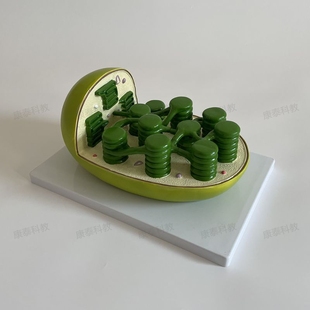 康泰叶绿体模型植物细胞生物教学仪器中学校实验装备器材细胞器