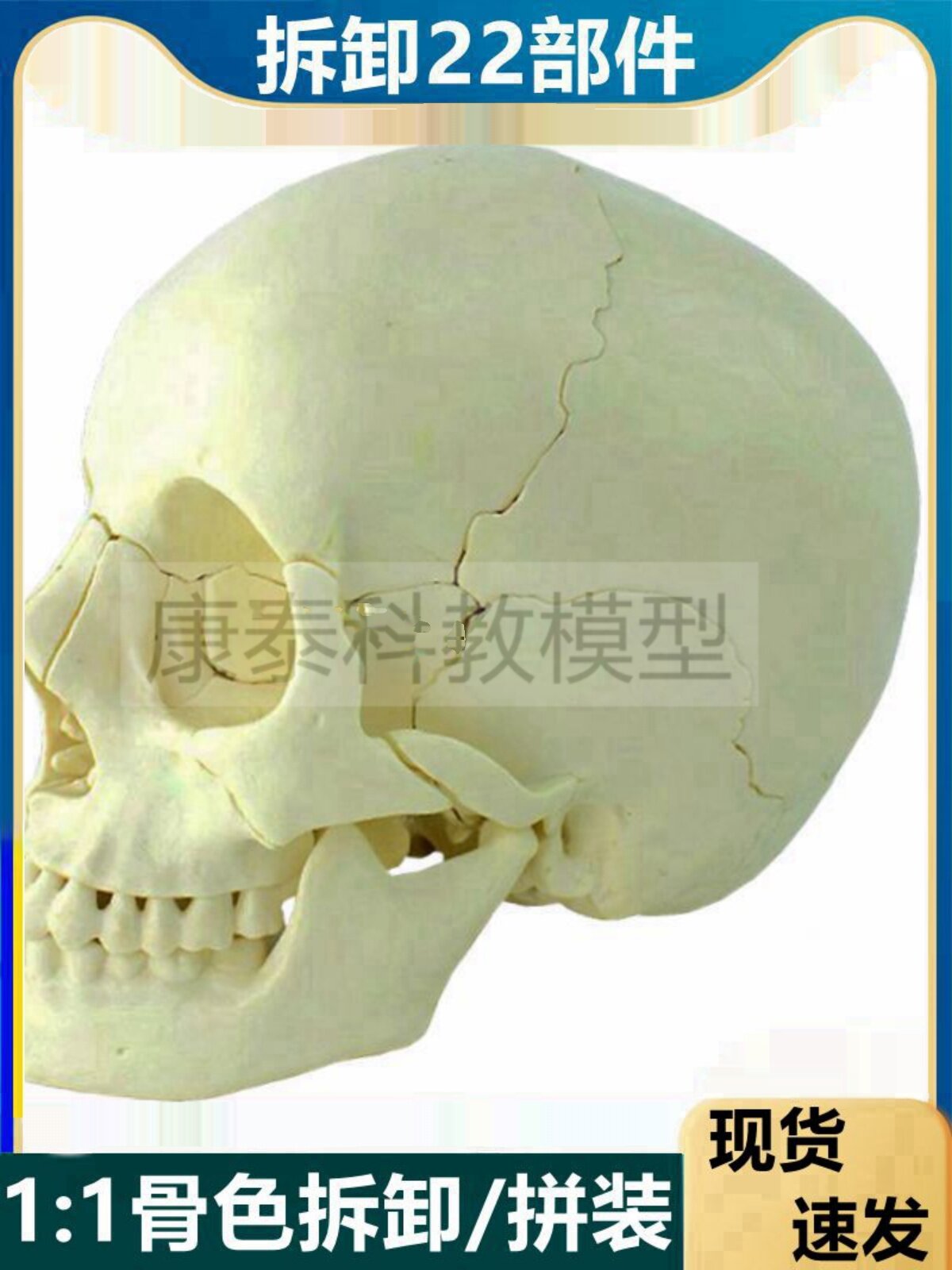 분리형 두개골 모델 두개골 조립 의학 교육 플라스틱 두개골 스케치 아트 테스트 느슨한 뼈 색상 시뮬레이션 22개