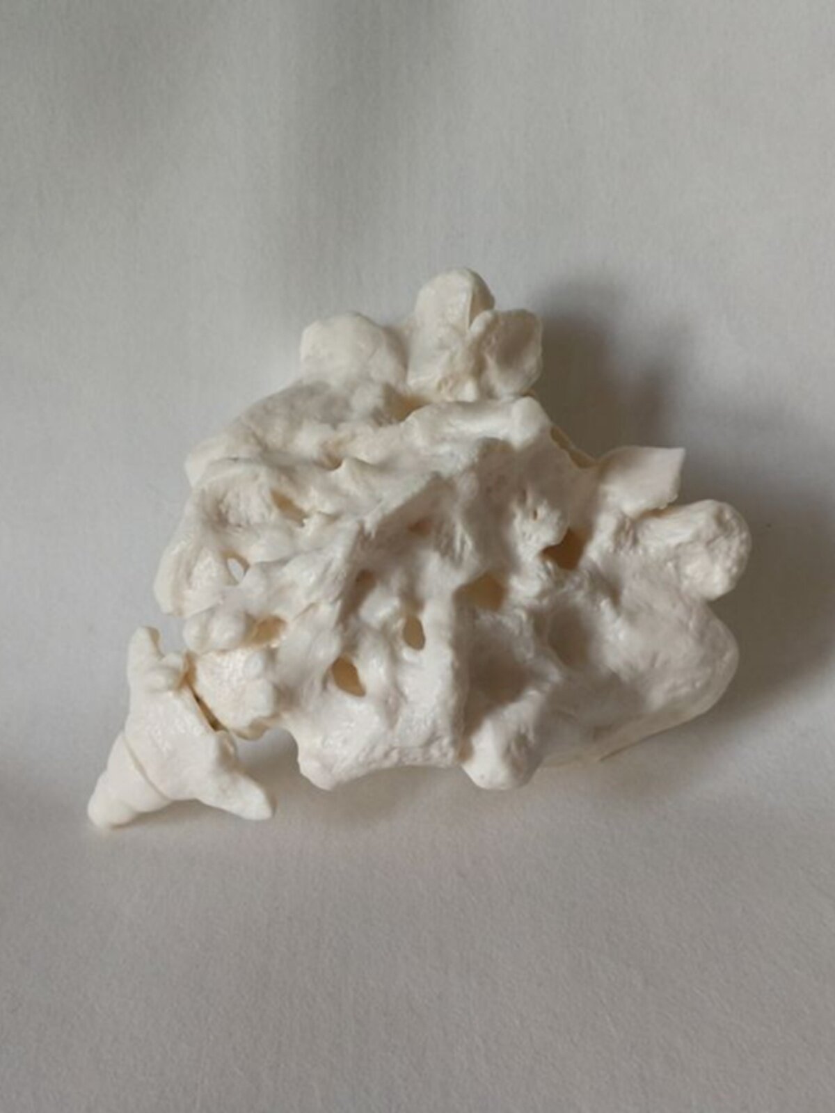 천골 모델 1:1 천골과 미골의 실제 거꾸로 된 금형 한약 자오선 재활 요가 의료 교육 금형 표본