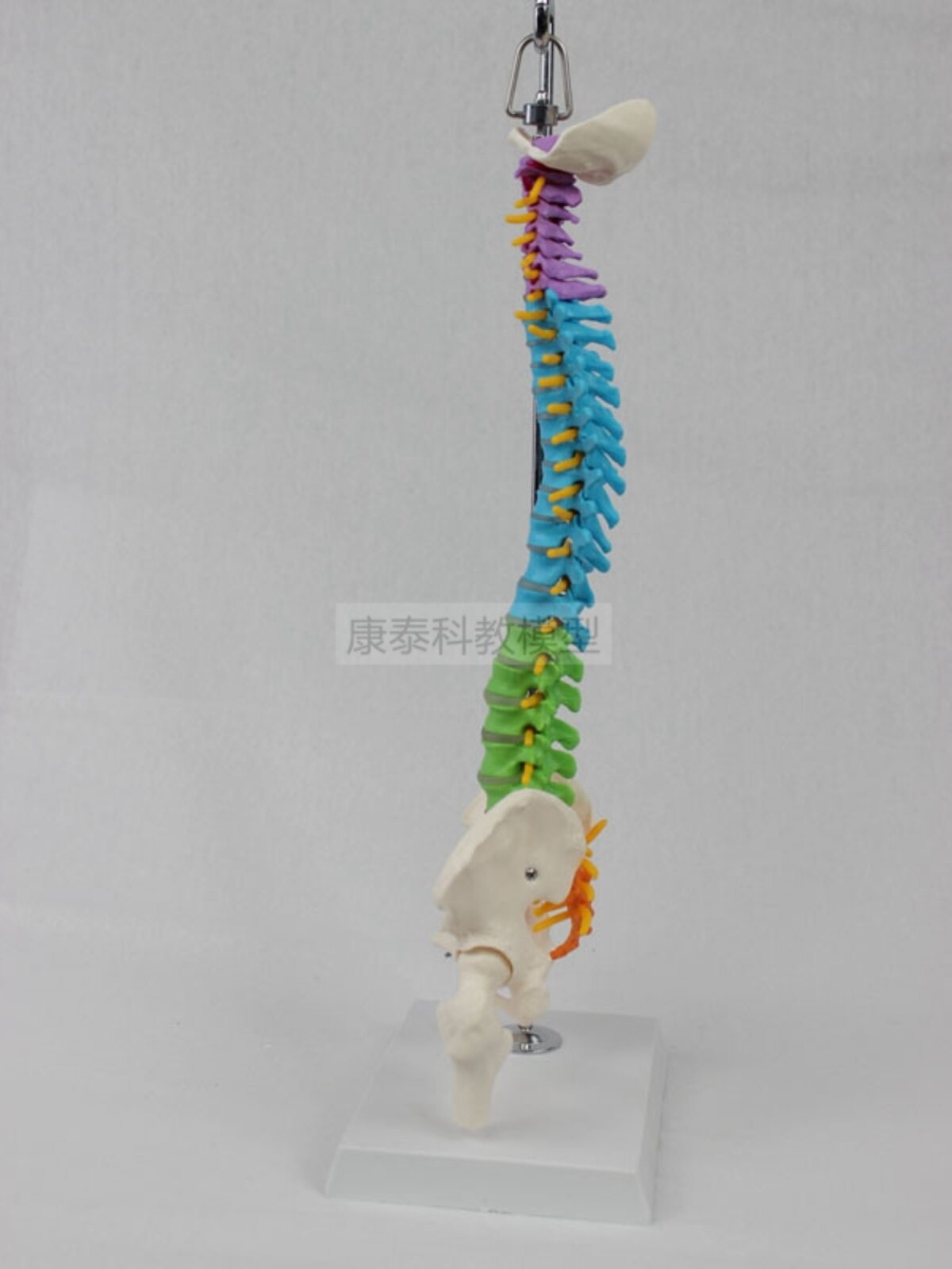 새로운 인간 척추 모델은 옆으로 구부러질 수 있고 부드러운 척추 신경이 있는 척추 요추 추간판 다채로운 뼈가 있습니다