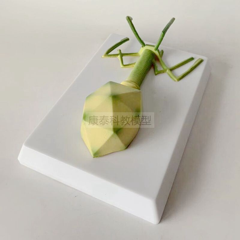 박테리오파지 모델 미생물 증폭 구조 코로나바이러스 인플루엔자 호흡기 전염병 막대 광견병 아데노바이러스