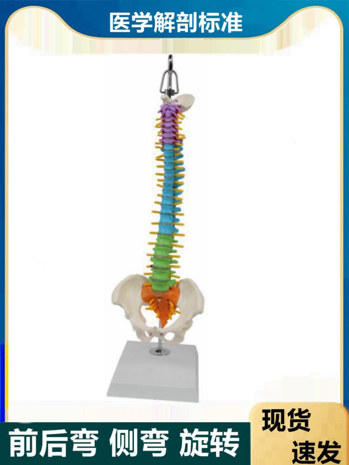 새로운 인간 척추 모델은 옆으로 구부러질 수 있고 부드러운 척추 신경이 있는 척추 요추 추간판 다채로운 뼈가 있습니다