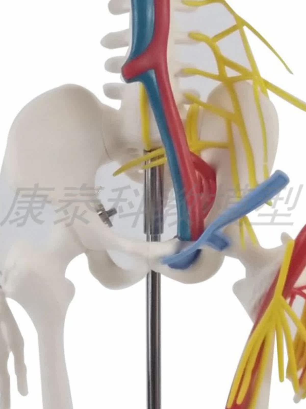 45CM 85C 인간 해골 모델 해골 플라스틱 뼈 예술 인간 요가 해부학 피트니스 교육