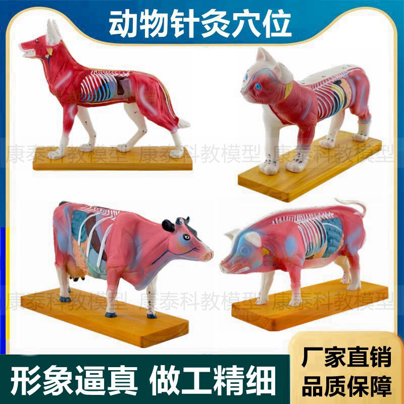 动物针灸穴位模型皮肤浅层解剖内脏畜牧兽医宠物医院摆件仿真塑胶