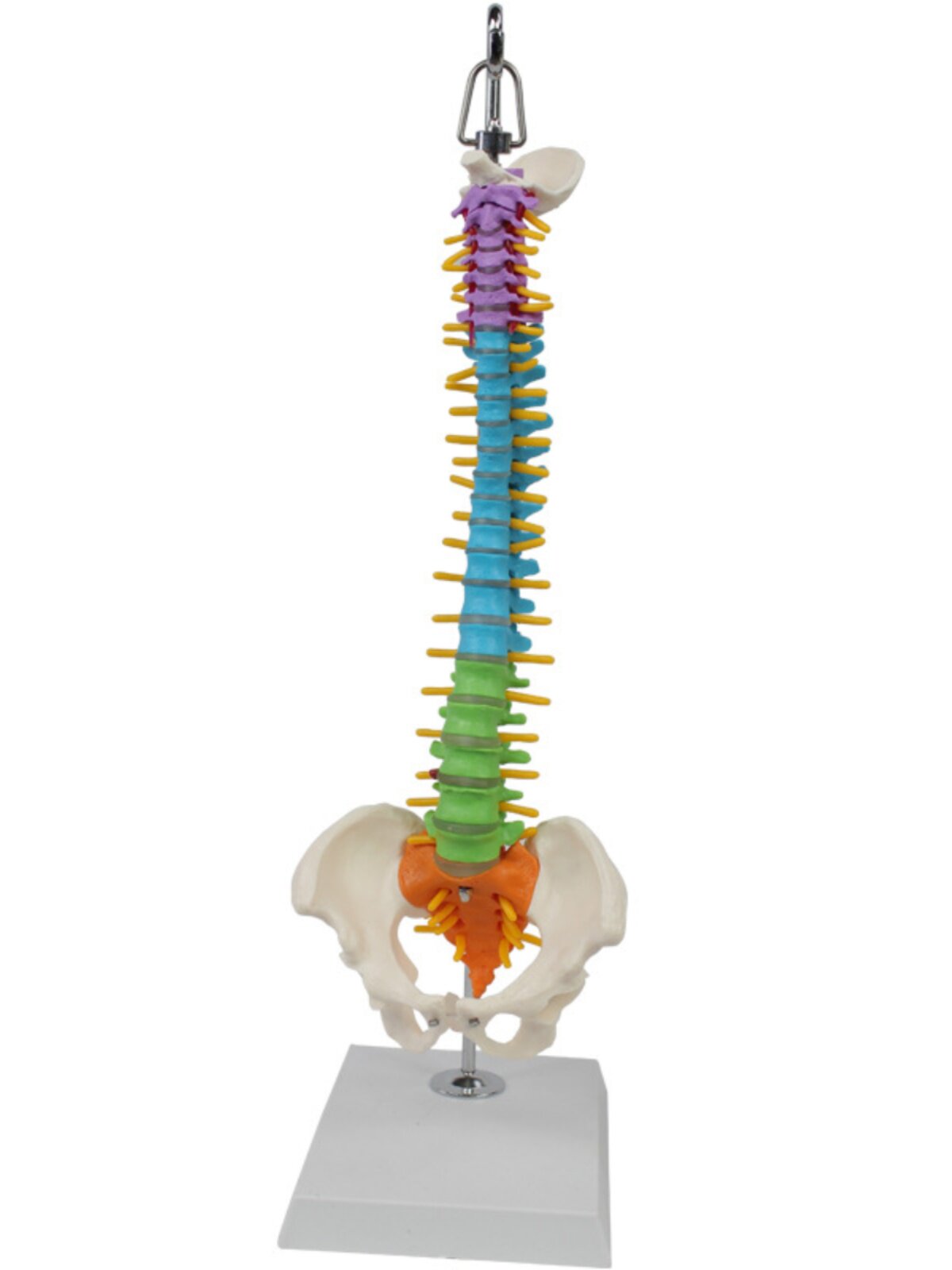 새로운 인간 척추 모델은 옆으로 구부러질 수 있고 부드러운 척추 신경이 있는 척추 요추 추간판 다채로운 뼈가 있습니다