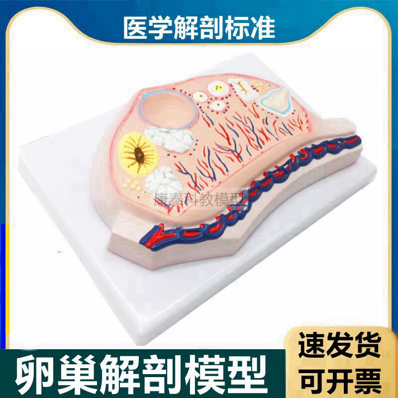 卵巢模型卵子卵泡黄体白体女生殖性腺输卵管子宫妇科月经周期医用
