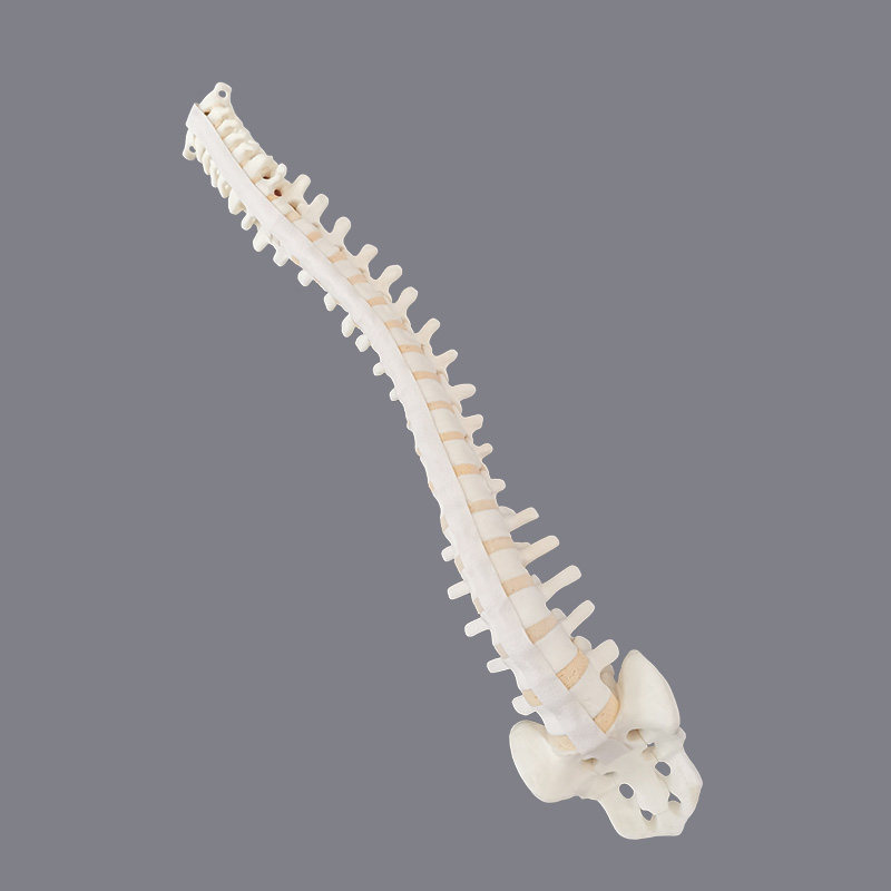 康泰仿真骨脊柱模外科手术实操演示骨科器械实训假骨头X光CT成像