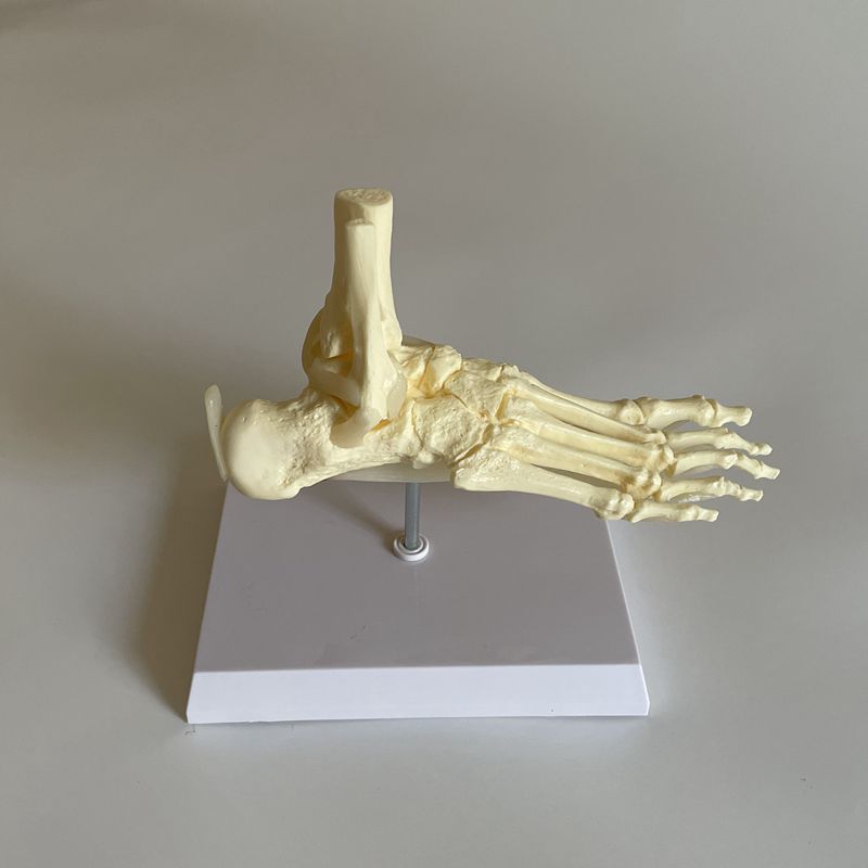 康泰足骨模型踝关节肌腱韧带