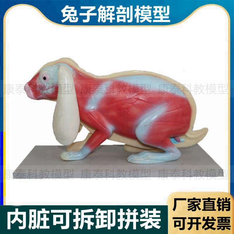 兔子解剖模型立体仿真内脏可拆卸拼装皮肤骨骼头骨透明牙齿生物标
