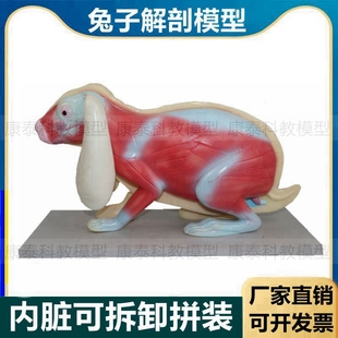 兔子解剖模型立体仿真内脏可拆卸拼装皮肤骨骼头骨透明牙齿生物标