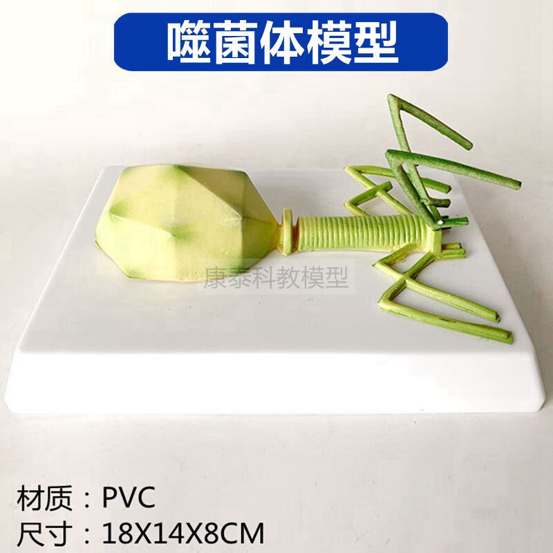 박테리오파지 모델 미생물 증폭 구조 코로나바이러스 인플루엔자 호흡기 전염병 막대 광견병 아데노바이러스