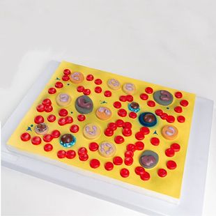 血细胞放大模型 白细胞 红细胞 血小板 嗜酸性粒细胞 中性粒细胞