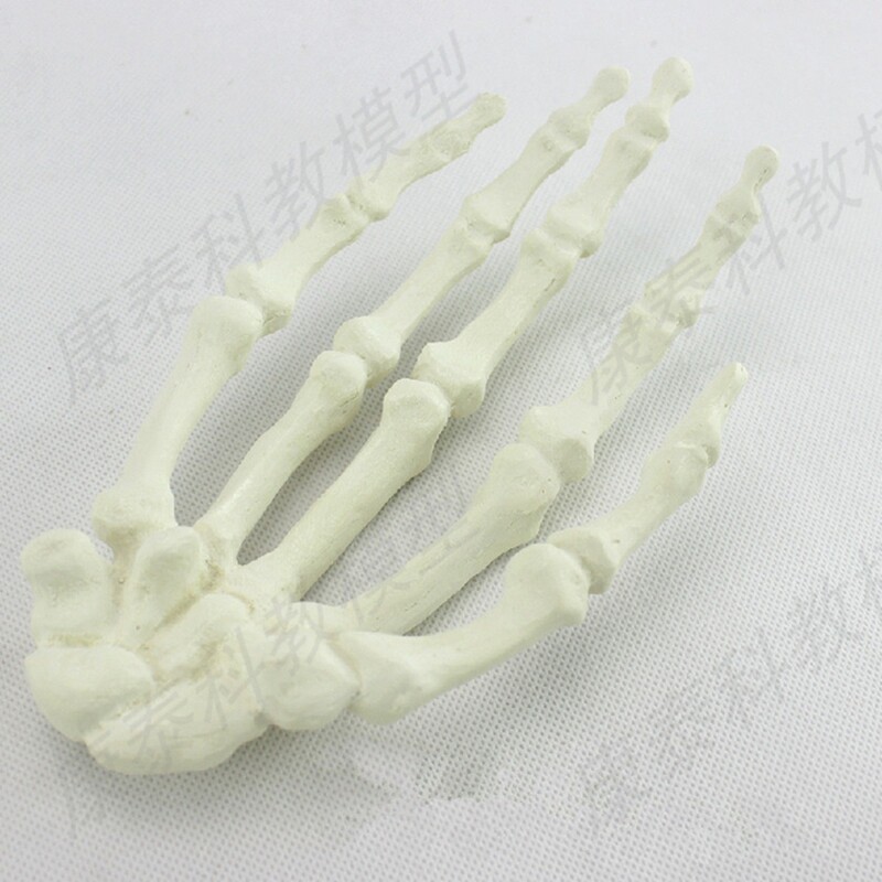 정형외과 실습 모의 수술 실습 손 뼈 수술 사지 느슨한 뼈 의료 교육을 위한 인공 뼈 모델