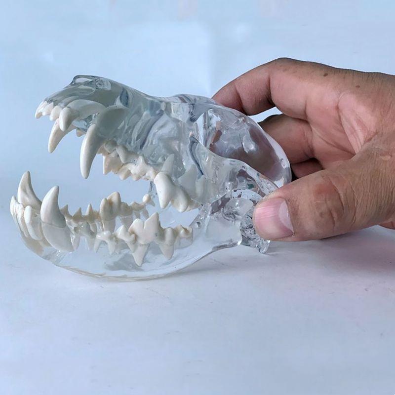 狗头骨模型水晶透明艺术摆件装饰品犬科动物口腔牙齿兽医药促销用