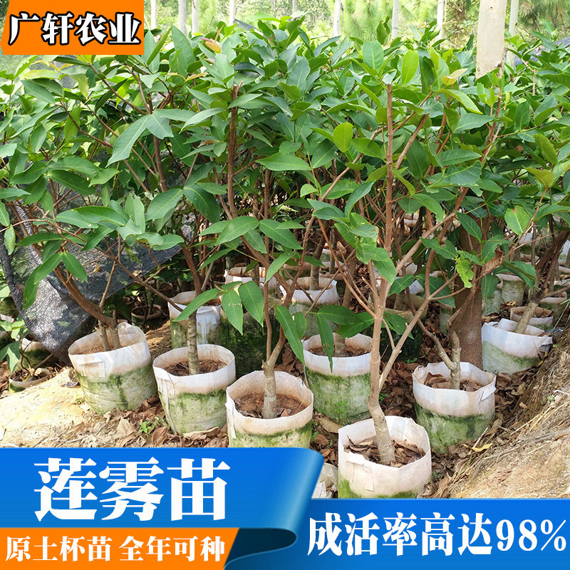 莲雾苗树苗带花苞盆栽当年结果盆