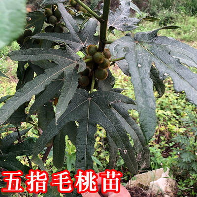 小叶五指毛桃苗种植种苗营养杯苗