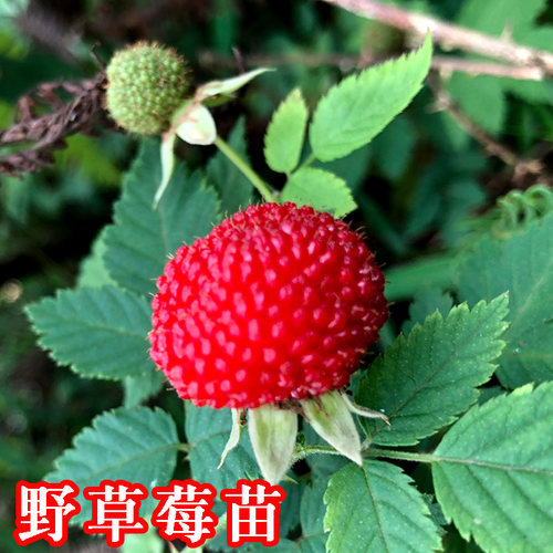 树苗野草莓苗地栽盆栽覆盆子