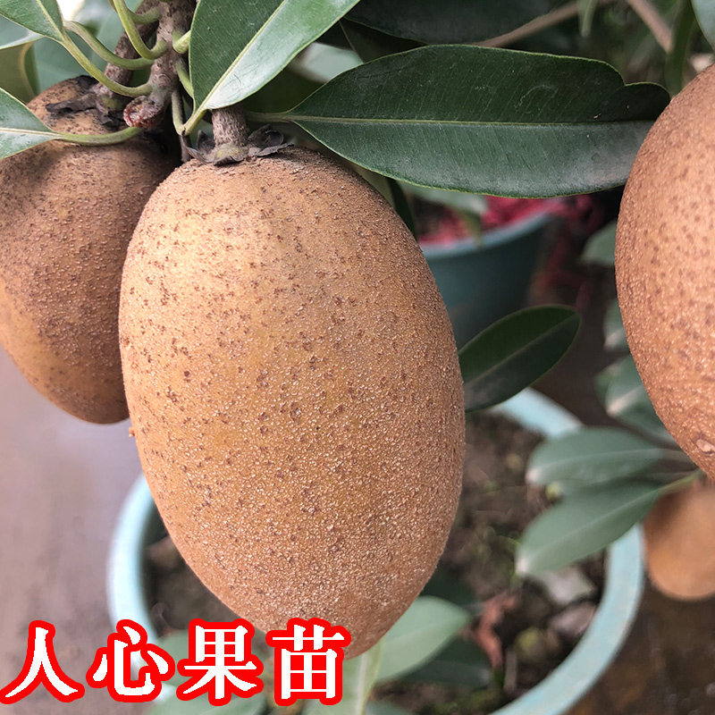人心果苗树苗南北方四季嫁接人心果海南越南人心果苗带果发货盆栽