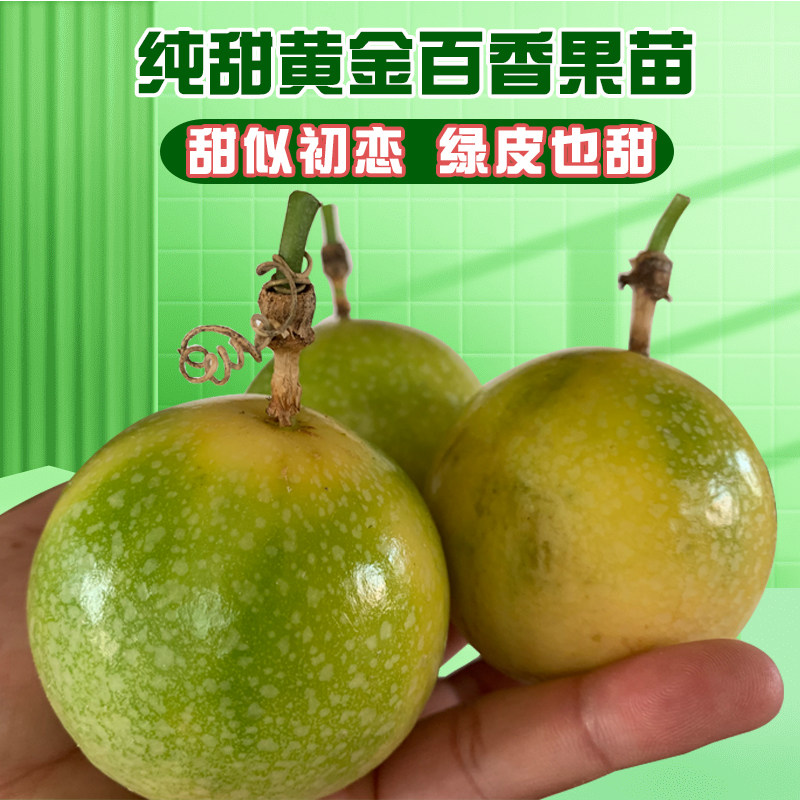钦蜜9号黄金百香果苗四季结果图片