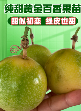 钦蜜9号百香果苗纯甜广西钦密9号黄金百香果苗树黄色当年四季结果